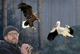 Игорь Фефелов расскажет о миграции птиц осенью на увлекательной лекции