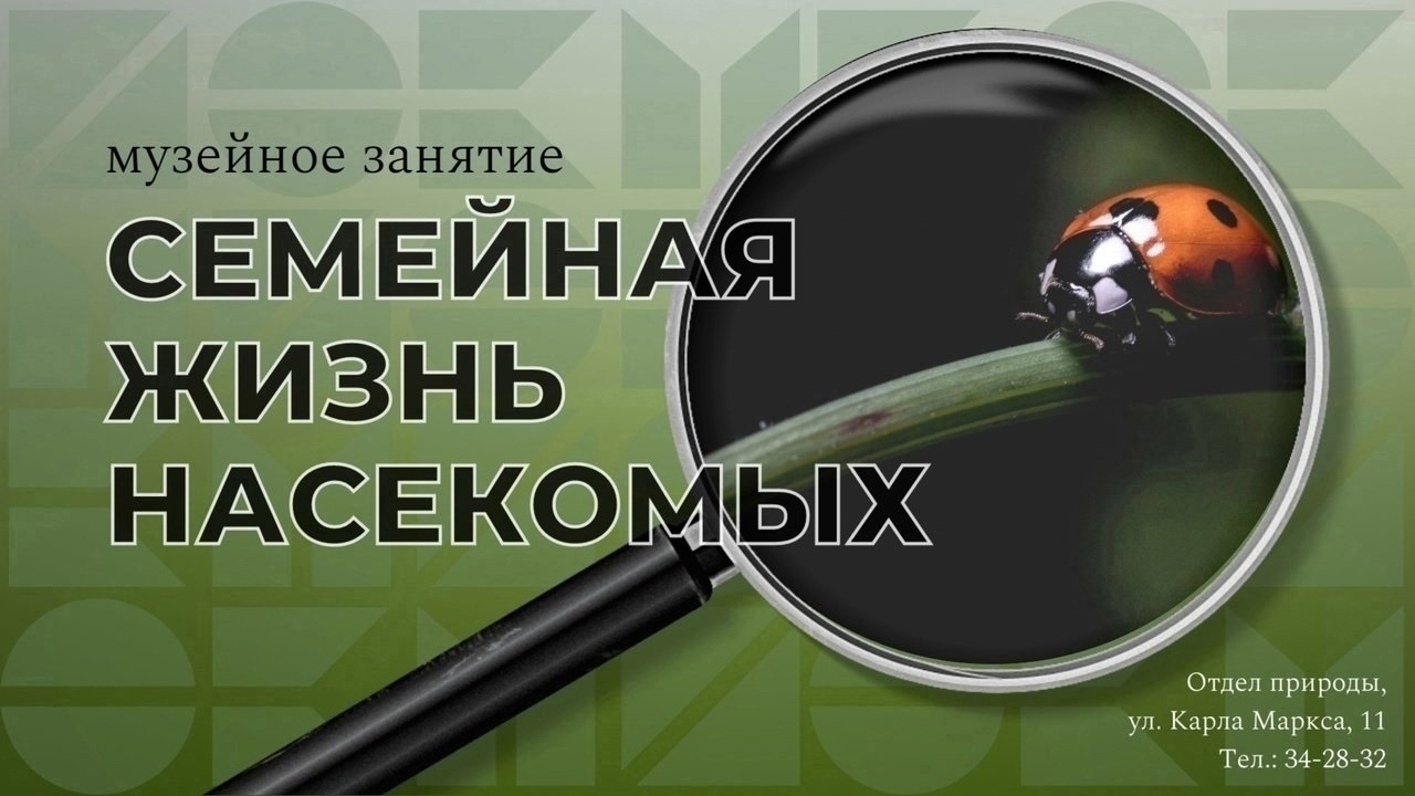 Музейное занятие «Семейная жизнь насекомых»