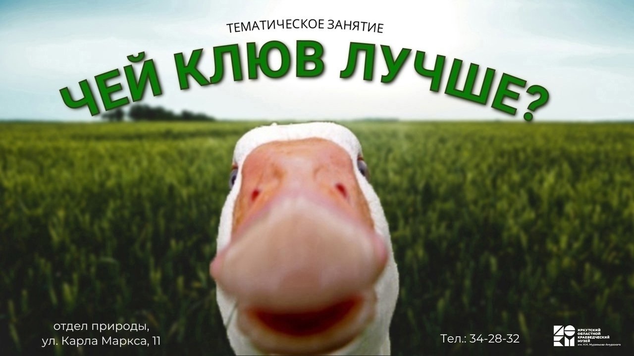Музейное занятие «Чей клюв лучше?»