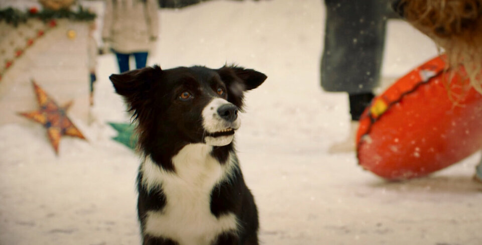 Моё собачье дело