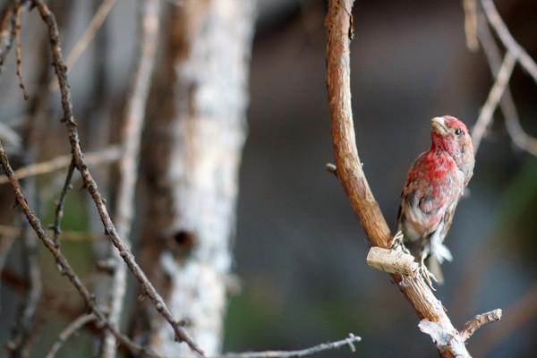 Театрализованная экскурсия «В гостях у Лесной феи»