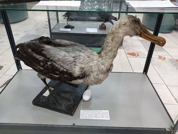 Кураторская экскурсия по выставке «Самый лучший папа!»